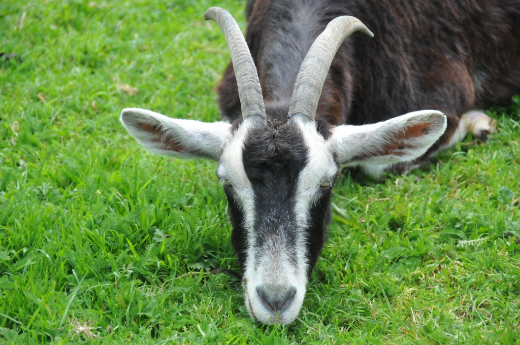 Goats - Mamma Maple