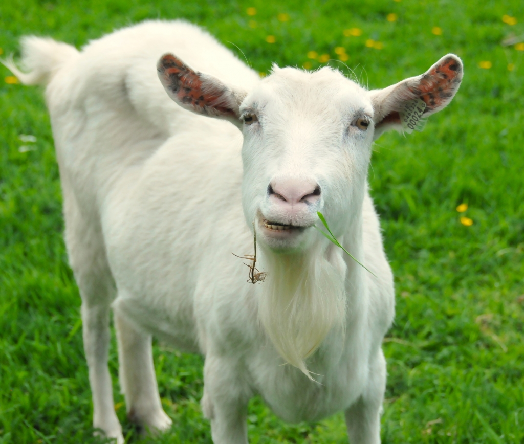 Goats - Jasmine