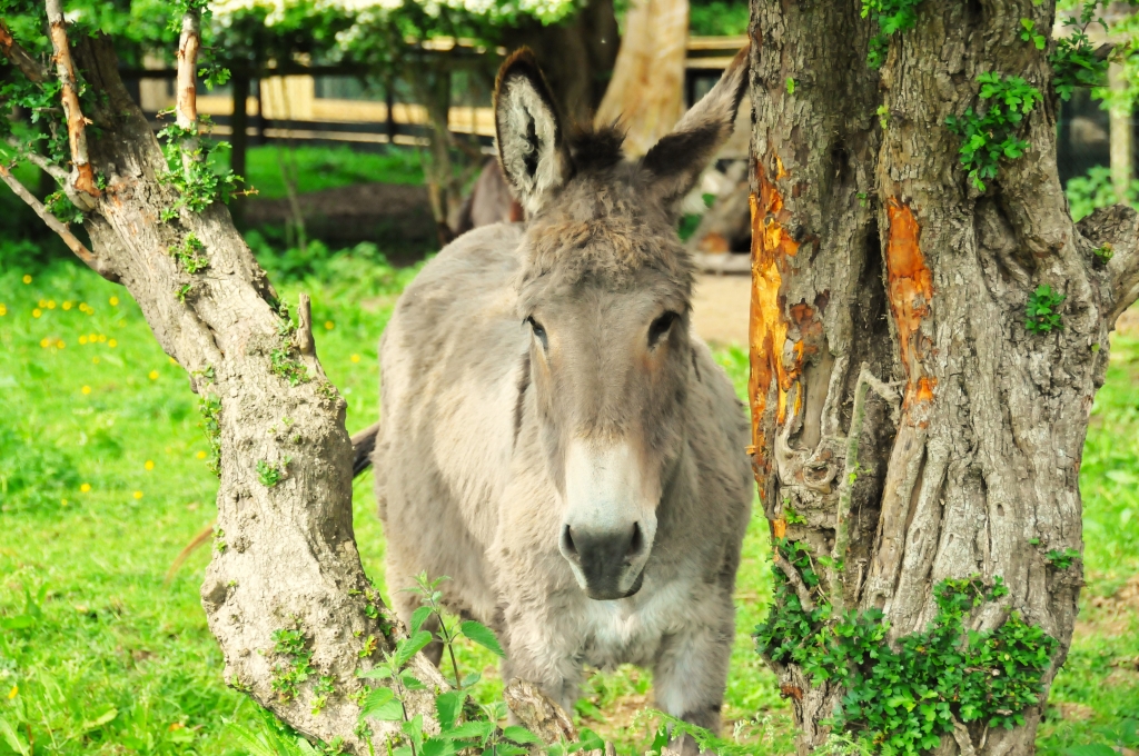 Donkeys- Misty