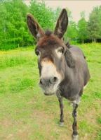 Donkeys- Hazel