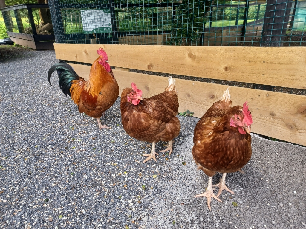 Rooster and Chickens