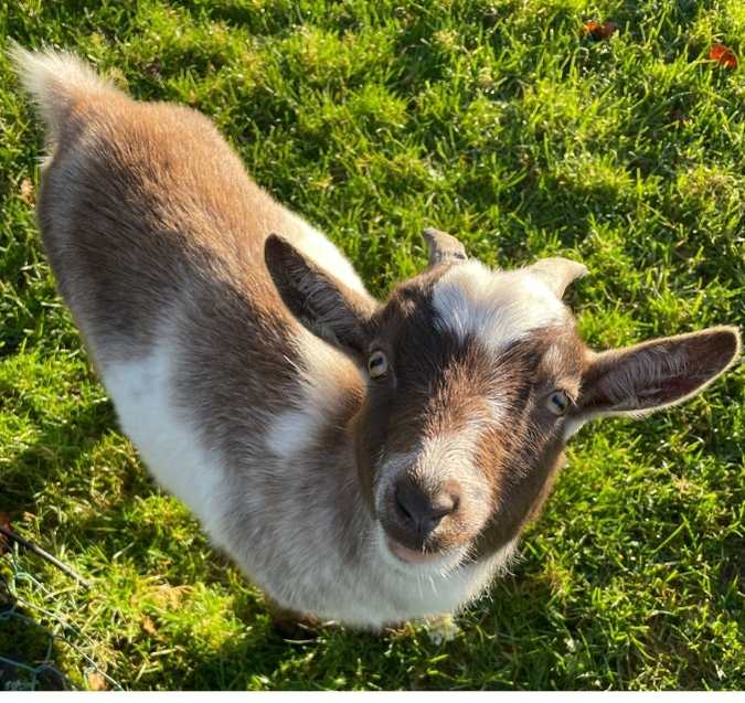 Goats - Pygmy goat Jimmy