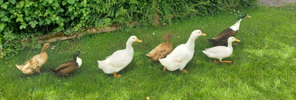 Ducks