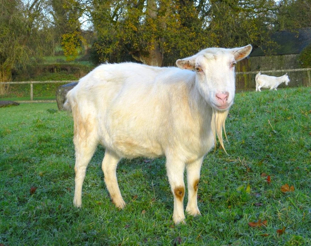 Goats - Pearl