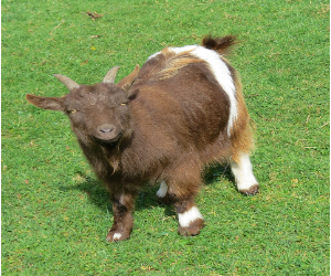 Goats - Pygmy Pan