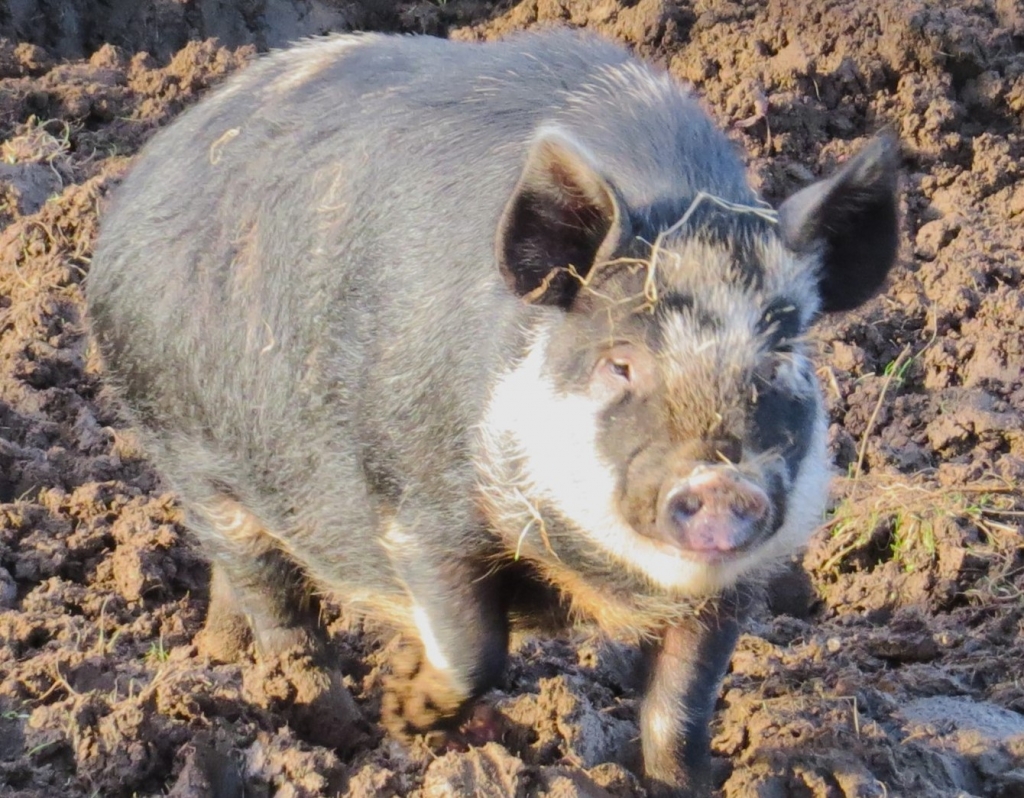 Pigs - Niamh