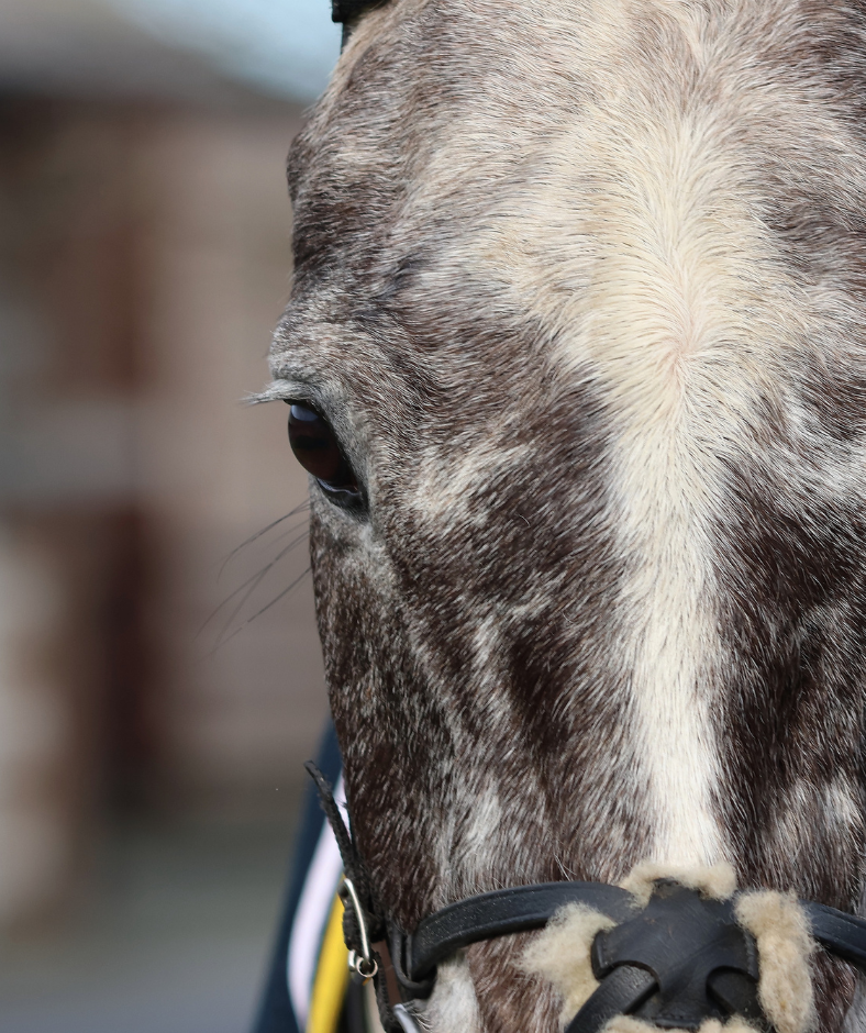Quevega Mares Hurdle Day