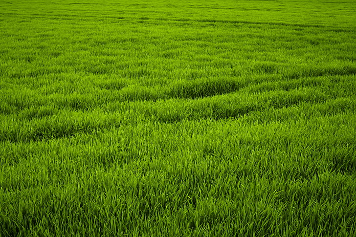 Grassland Management Programme