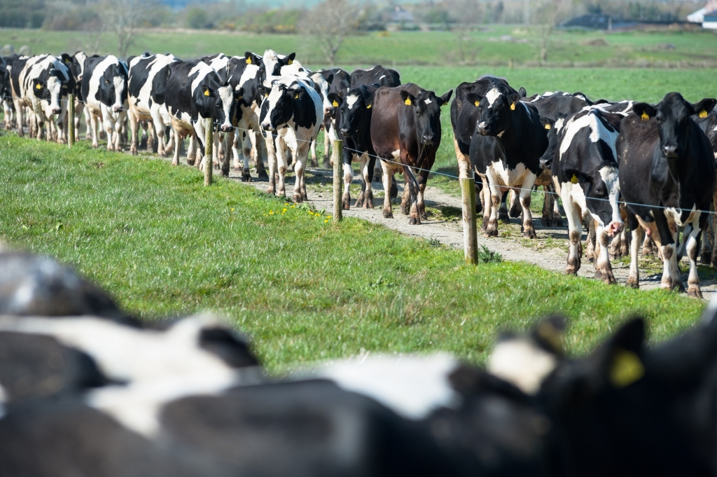 Cow Signals
