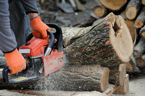 Chainsaw Crosscutting and Maintenance Course: Roscrea/Portarlington